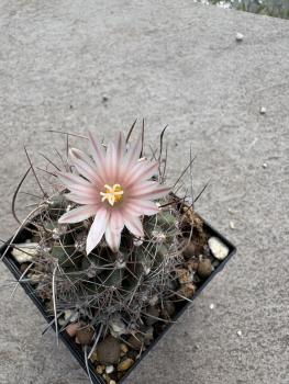 Thelocactus tulensis